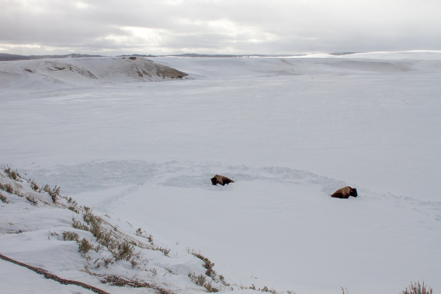 Two bison side by side in the grass of the Hayden Valley.